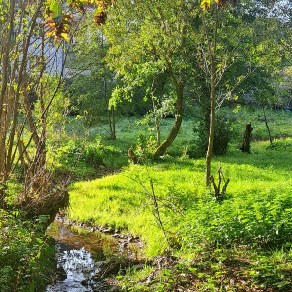 Wald mit Bach Waxweiler